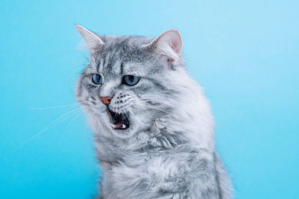 猫在蓝色背景上咆哮。大型长毛灰色虎斑猫与野生的外观。宠物保健的概念。图片下载