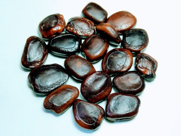 一张罗望子种子的图片图片下载