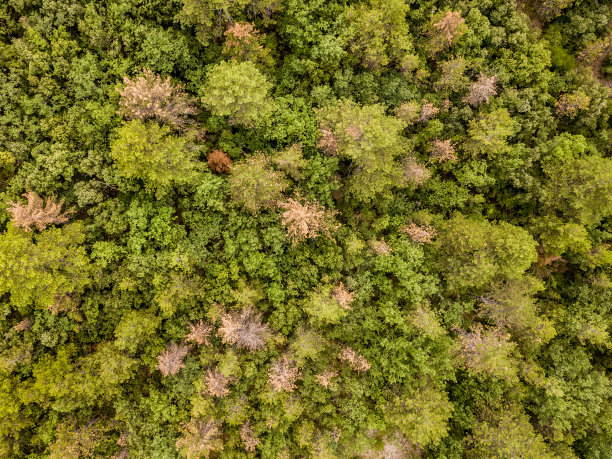 混交林鸟瞰图图片下载