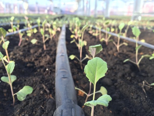 苗木种植图片下载