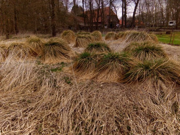 格拉苏舍尔图片下载