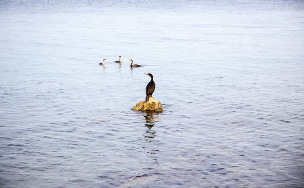 海石上的小鸟。图片下载