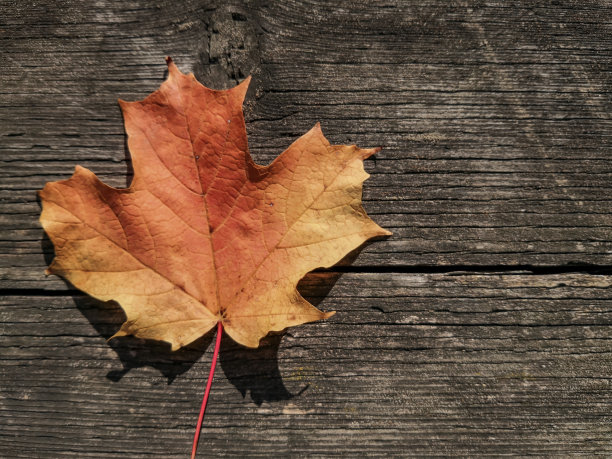 加拿大安大略省，野炊桌上的秋日枫叶图片下载