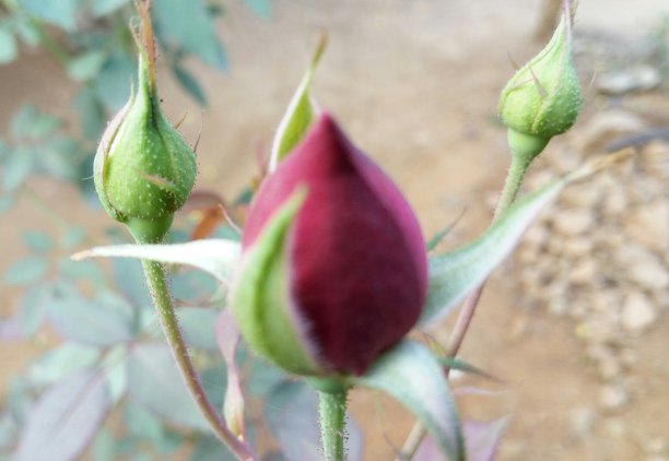小花蕾的王玫瑰。图片下载