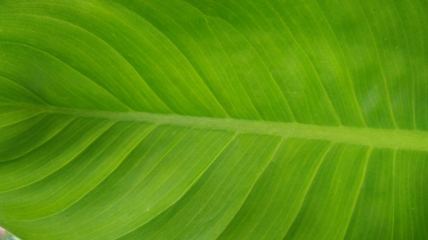 在花园中保持自然图片下载