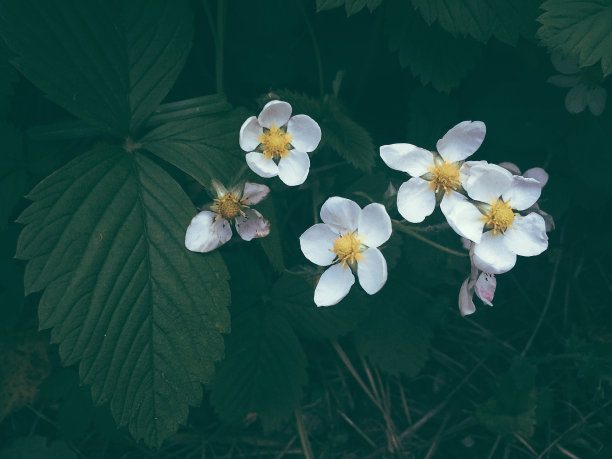 白色的草莓花绽放着绿色的叶子图片下载