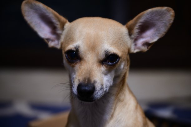 眼睛n耳朵图片下载