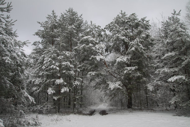 雪林里美丽的冬季景色。美丽的圣诞树在雪堆和雪花中。新年的库存照片图片下载