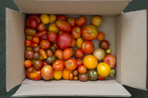 在纸板箱里收获成熟的番茄，俯视图图片下载