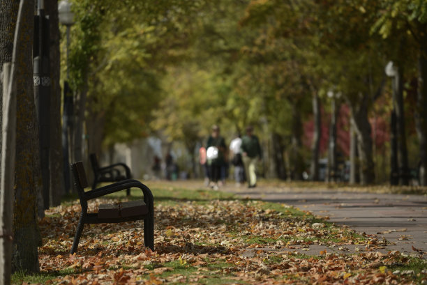 秋天的颜色在森林和树上图片下载