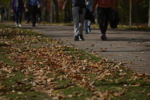 秋天的颜色在森林和树上图片下载
