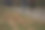 秋天的颜色在森林和树上图片下载