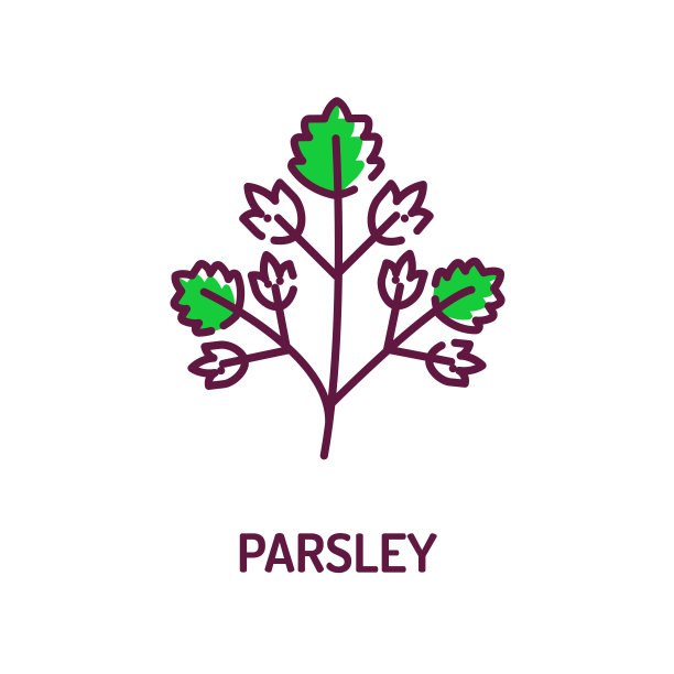 香菜颜色线图标。草的叶子。沙拉。天然的蔬菜。健康有机食品。烹饪原料。图片下载