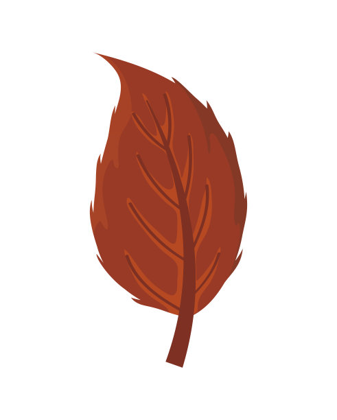 白色背景上美丽的秋叶图片下载