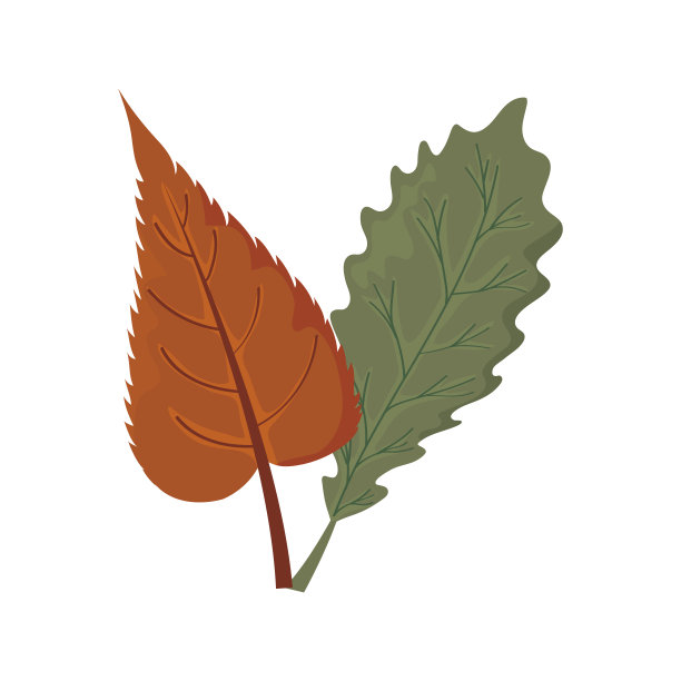 美丽的秋叶在白色的背景上图片下载