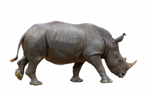 犀牛图片下载