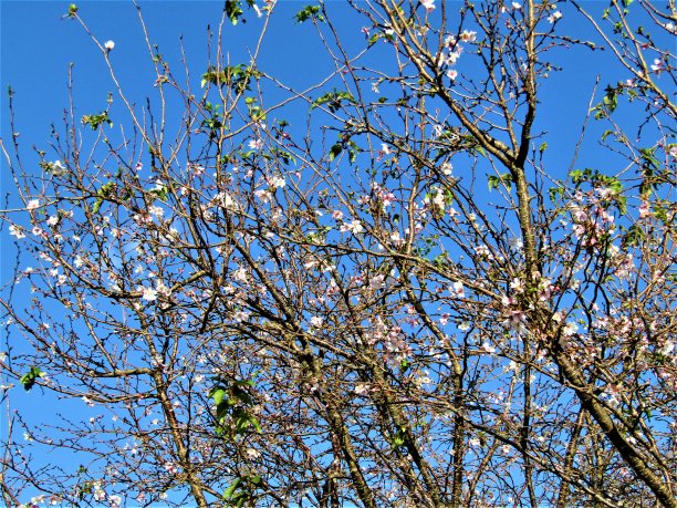 今年冬天的樱花在11月开始开花。图片下载