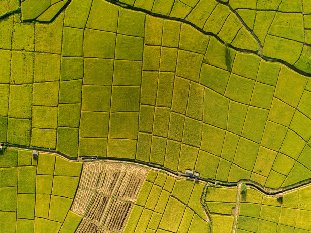 在收获季节金色的稻田上。美丽的田野上播种着农作物，从上面拍摄。俯视图农业景观区绿色和黄色的稻田。图片下载