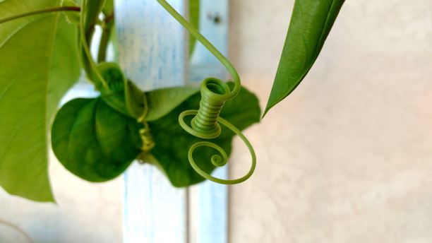 百香果图片下载