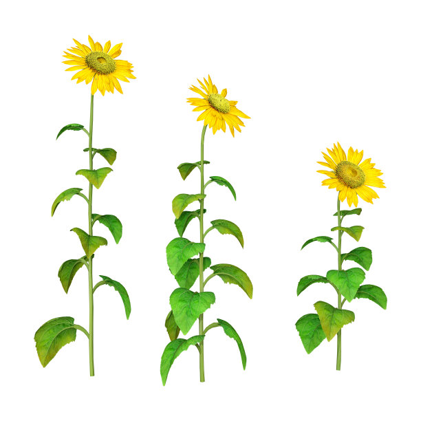 3D插图向日葵植物在白色图片下载