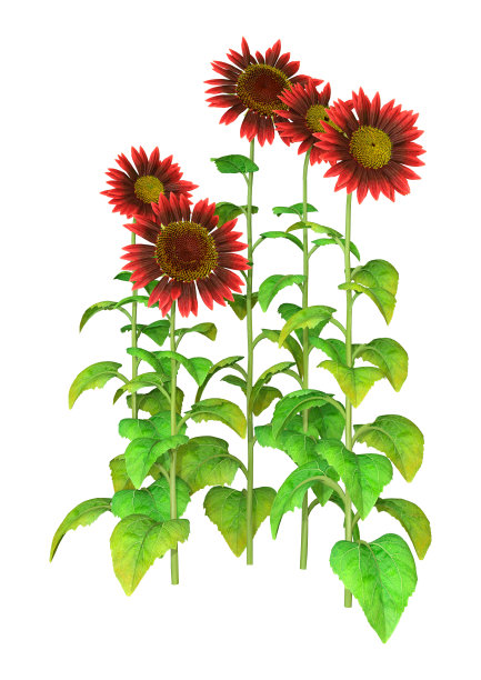 3D插图向日葵植物在白色图片下载