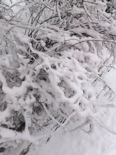 树枝上撒满了厚厚的积雪，在积雪的重压下弯曲着，周围的一切都是白色的图片下载