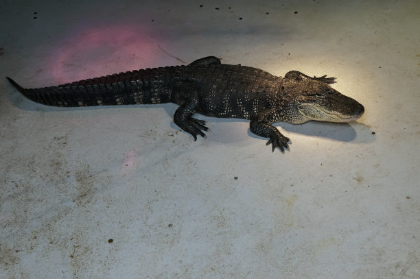 闪电下，完全短吻鳄的侧面图片下载