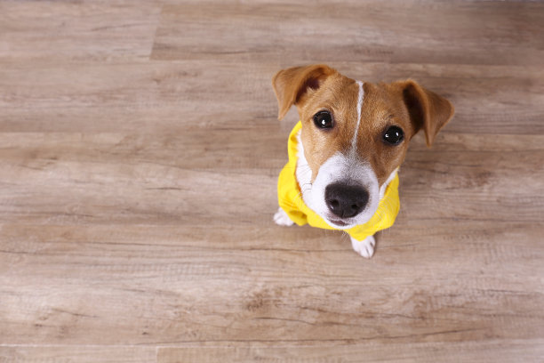 穿着黄色皮毛的小狗坐在地板上。图片下载