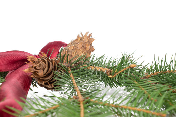 圣诞树的树枝孤立在白色图片下载