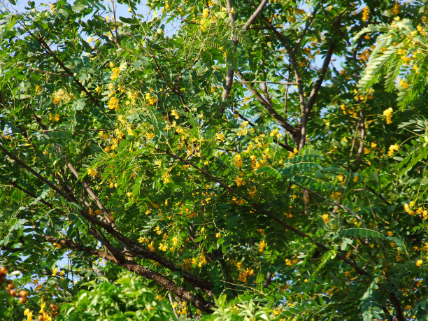 巴西的皇家树木枝叶纹理图片下载
