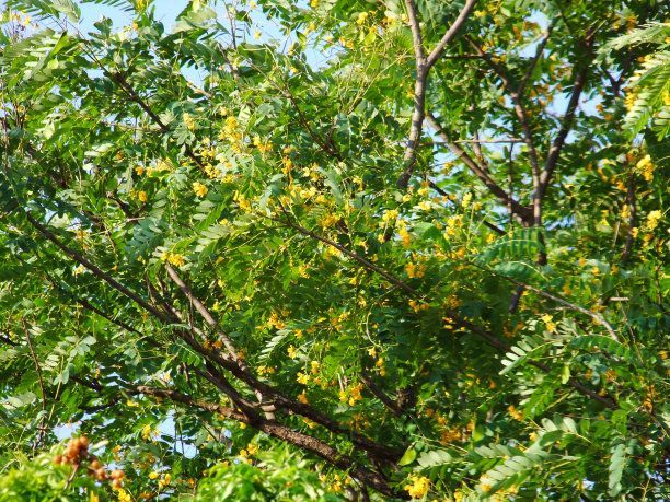巴西的皇家树木枝叶纹理图片下载