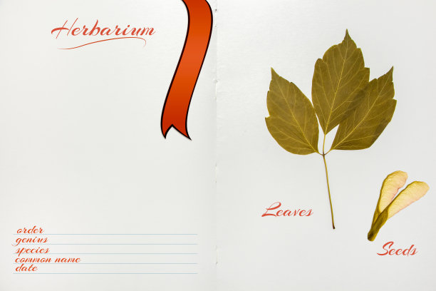 用枫种子和叶子打开植物标本室相册图片下载