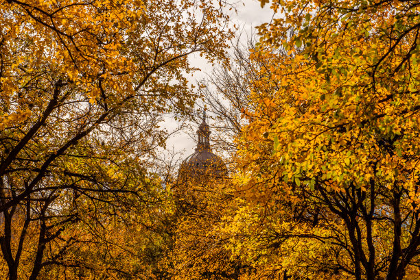 躲在树叶后面图片下载