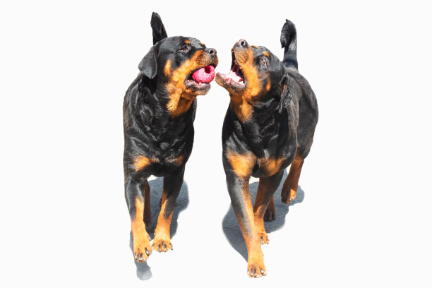 两只年幼的罗威纳犬在白色的背景上玩球图片下载