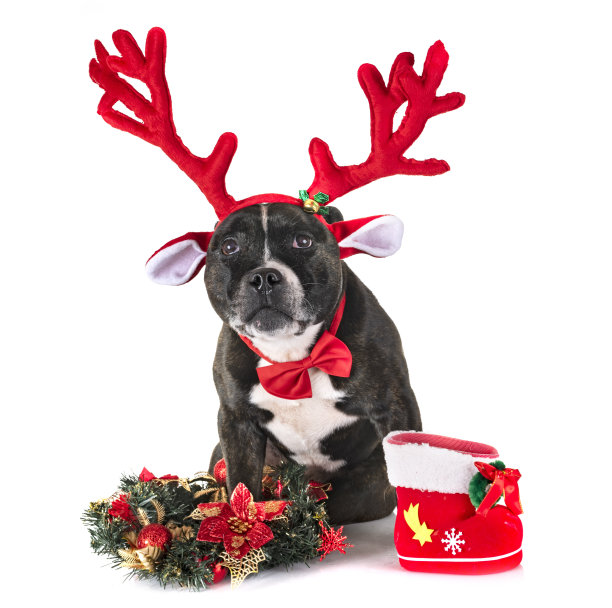 斯塔福郡斗牛梗图片下载