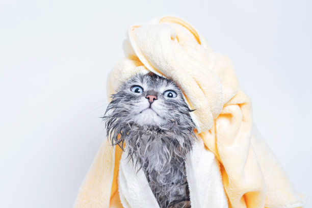 有趣的微笑潮湿的灰色虎斑猫可爱的小猫洗澡后包裹在黄色的毛巾与大蓝眼睛。宠物和生活方式概念。刚刚洗过可爱的毛绒绒的猫与毛巾围绕他的头在灰色的背景。图片下载