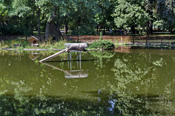 城市花园中建在湖中的小房子，是鸭子的筑巢地图片下载