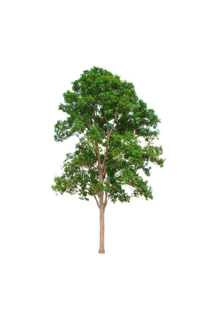 那棵树孤立地生长在白色的背景上。新生命理念理念与幼苗生长芽(树)。图片下载
