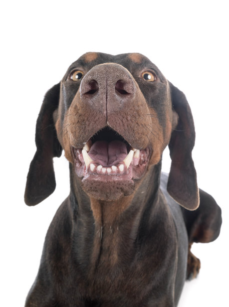 多伯曼平舍尔图片下载