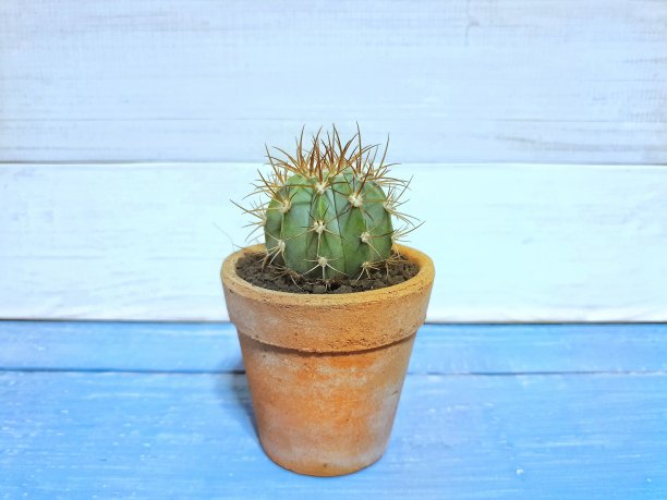 仙人掌植物在小盆孤立的木制背景与复制空间。图片下载