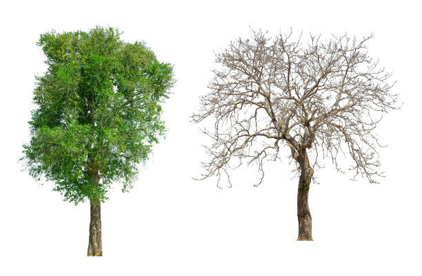 收集绿树孤立。绿树孤立在白色背景上。图片下载