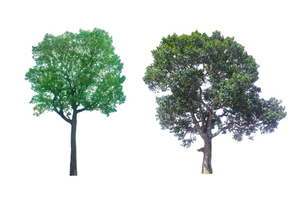 收集绿树孤立。绿树孤立在白色背景上。图片下载