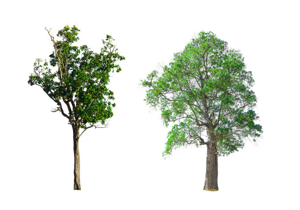 收集绿树孤立。绿树孤立在白色背景上。图片下载