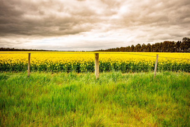 Frey Skies和Canola Fields图片下载