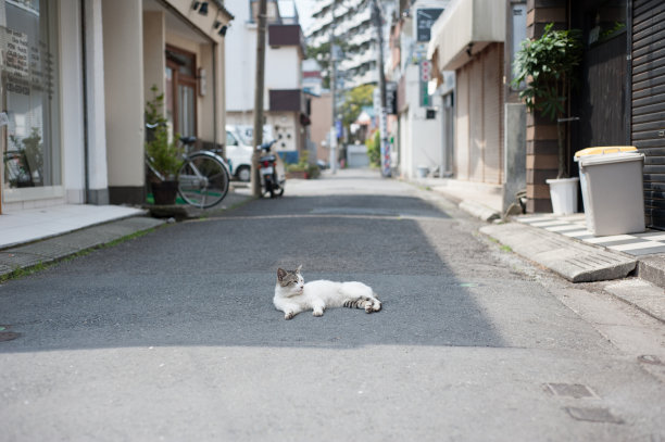 猫躺在路上，热海市，静冈县，日本图片下载