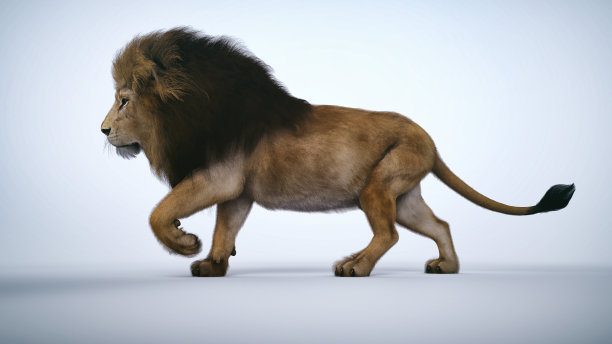 狮子肖像灰色调图片下载