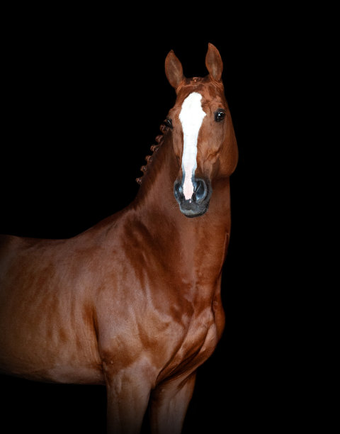 栗色马的肖像孤立的黑色背景图片下载