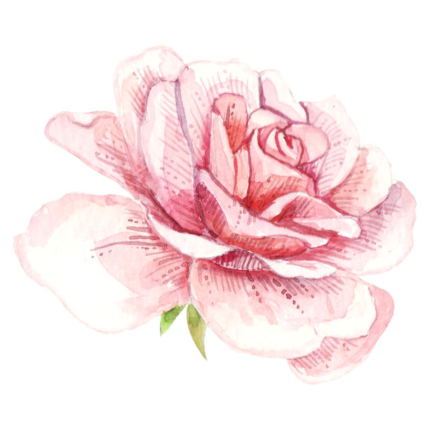 水彩玫瑰。手绘，孤立在白色背景上。最适合印刷，海报，贺卡，邀请，明信片，纺织品设计，复古，织物，婚礼装饰，婴儿淋浴，女孩风格，壁纸，婴儿房图片下载
