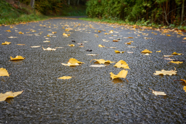 树叶在路上。图片下载