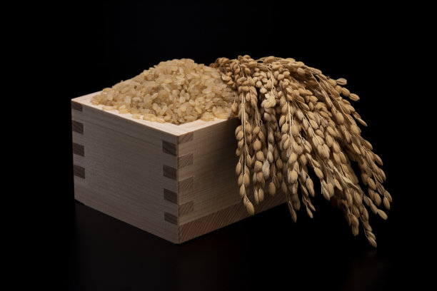 水稻和水稻穗图片下载